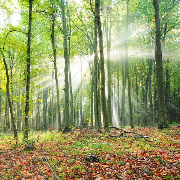 Árboles forestales — Foto de Stock