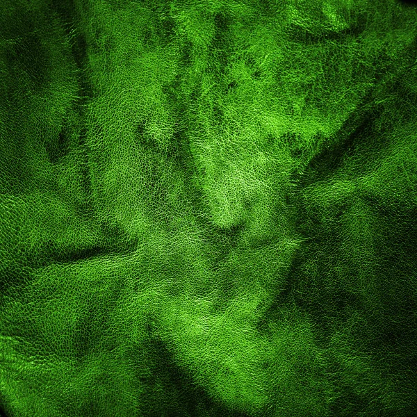 Cuir vert — Photo