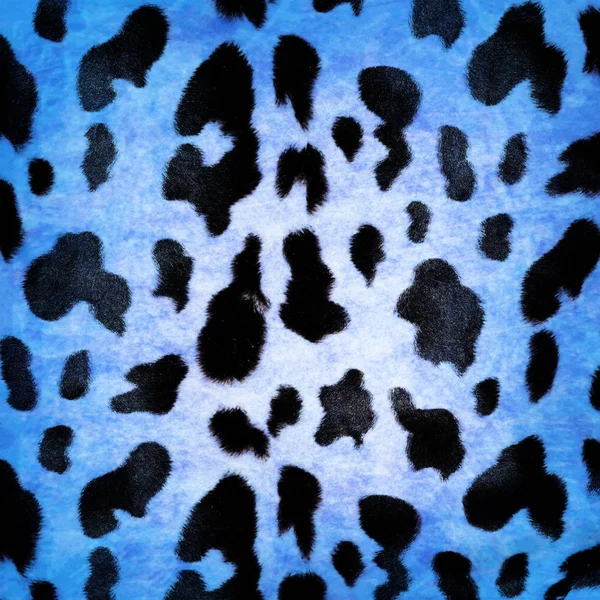 Blue fur of Cow pattern — Stock Photo, Image