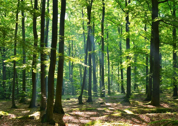 Skog — Stockfoto