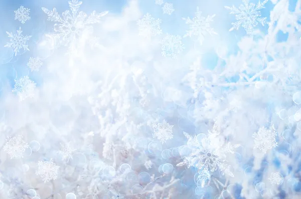 Winter background — Stock Photo, Image