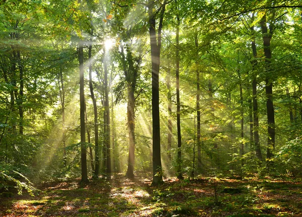 Floresta de outono — Fotografia de Stock