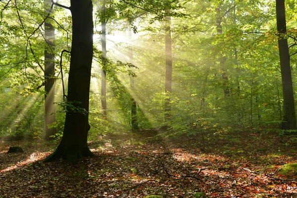 Foresta autunnale — Foto Stock