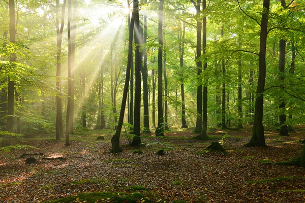 Skog — Stockfoto