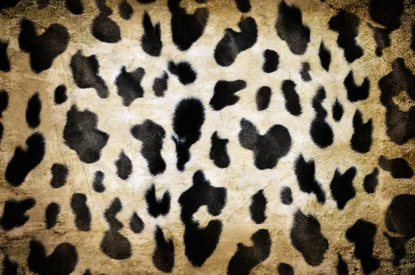 Cow pattern — Stock Photo, Image