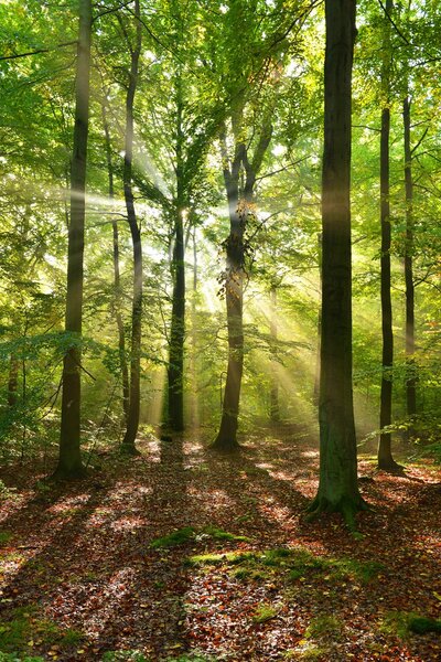 Autumnal dawn in the forest