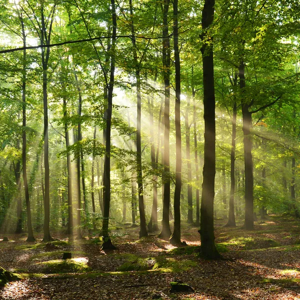 Herbstliche Dämmerung im Wald — Stockfoto