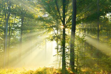 Ormanda sonbahar şafağı