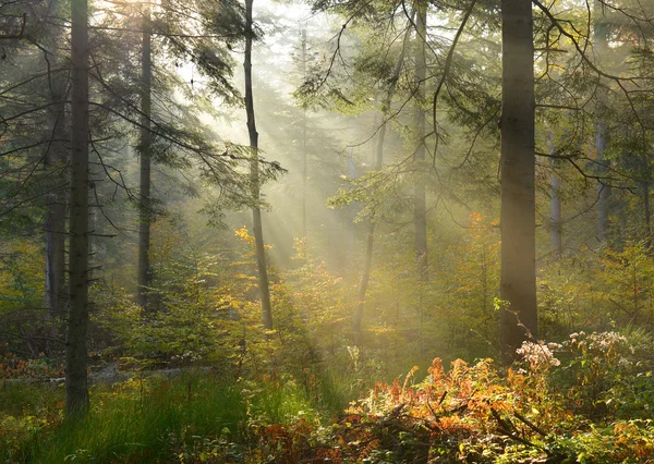 Autumn forest — Stock Photo, Image