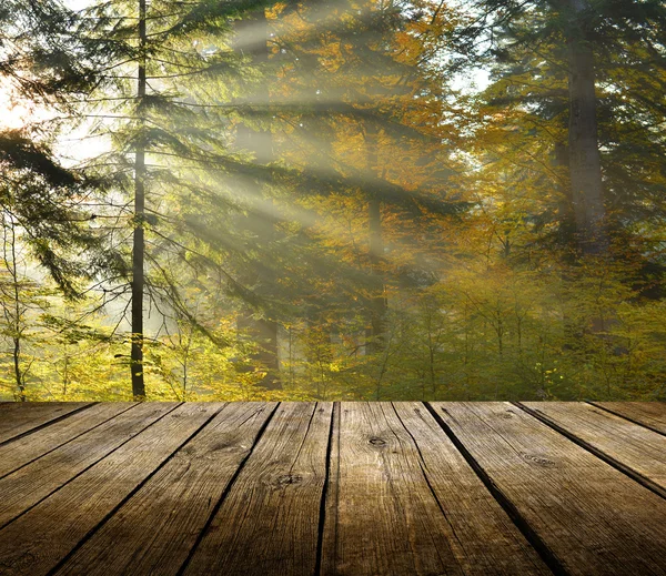 Fundo da floresta com mesa vazia — Fotografia de Stock