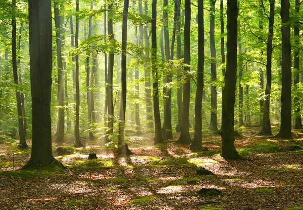 Skog — Stockfoto