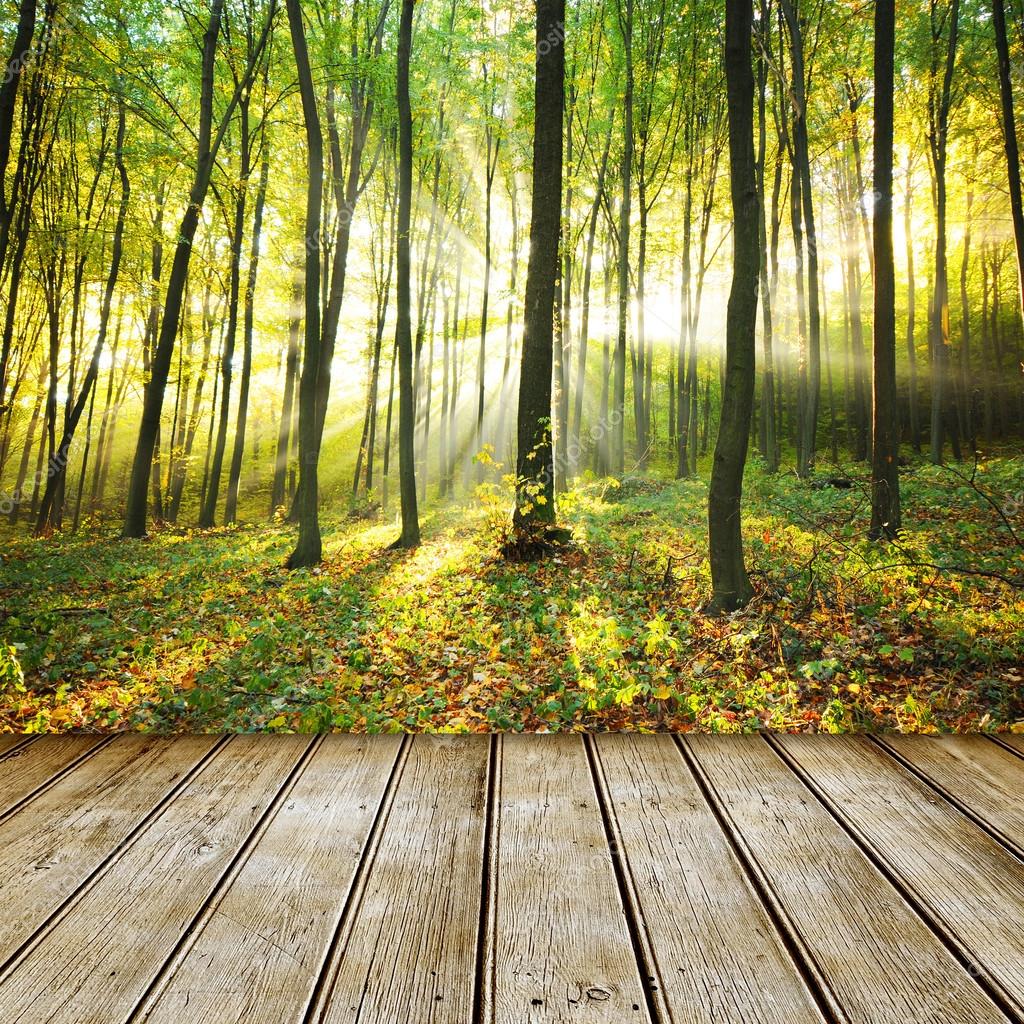 Forest background with empty table — Stock Photo © kwasny222 34499637