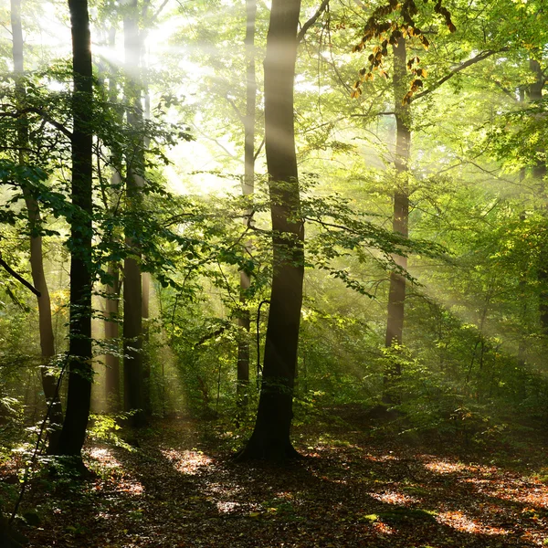 Autumn dawn in forest — Stock Photo, Image