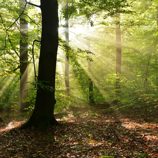 Autumn dawn in forest — Stock Photo, Image