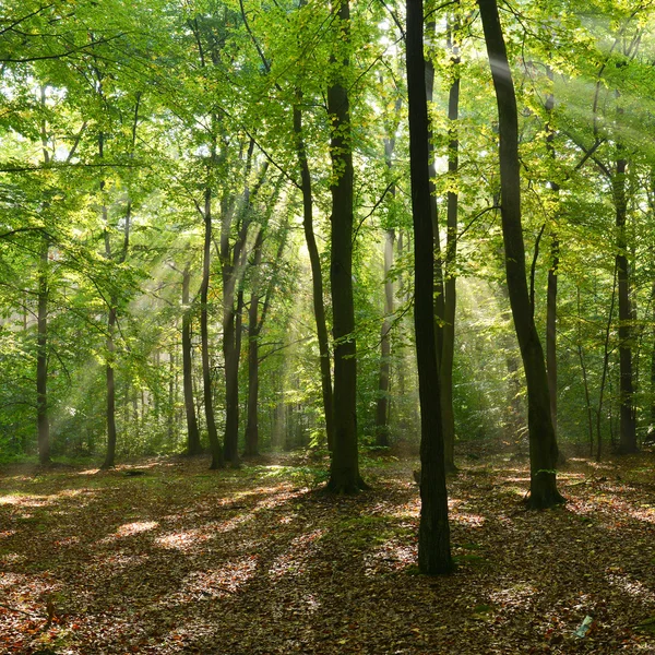 Bosque de otoño — Foto de Stock