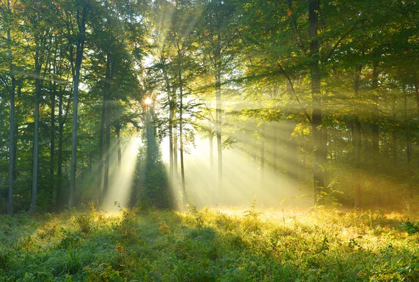 Waldmorgendämmerung — Stockfoto