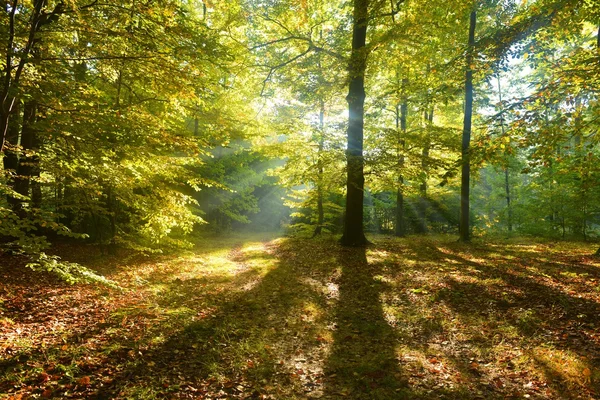 Ліс світанку — стокове фото