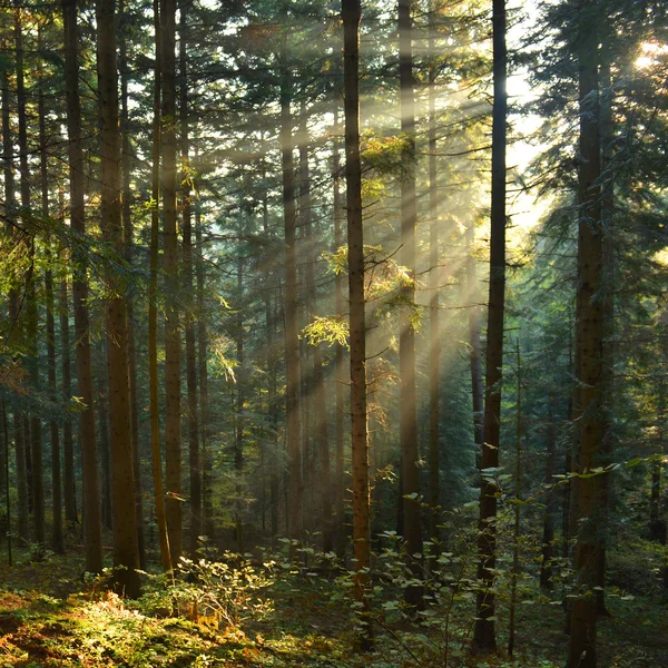 Borový les — Stock fotografie