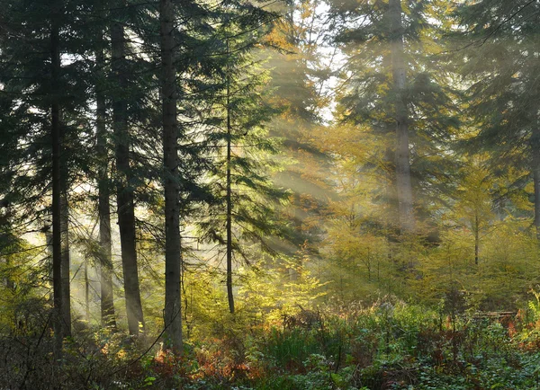 Сосновый лес — стоковое фото