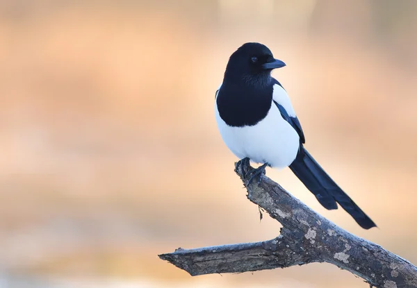 Magpie. — Fotografia de Stock