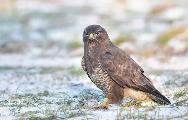 Mäusebussard — Stockfoto