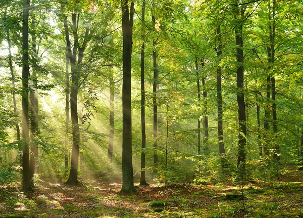 Wald — Stockfoto