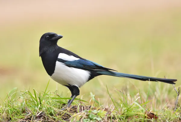 Magpie. — Fotografia de Stock