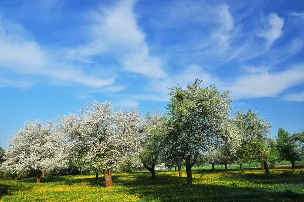 Spring orchard — Zdjęcie stockowe