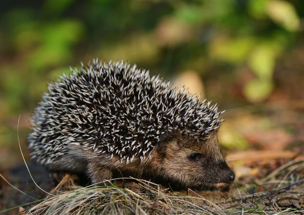 Egel — Stockfoto