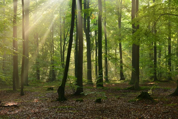 Wald — Stockfoto