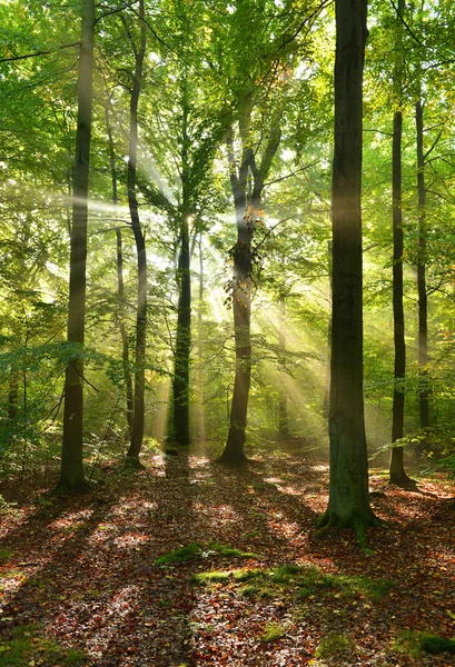 Floresta — Fotografia de Stock