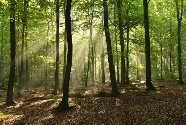 Bosbouw — Stockfoto