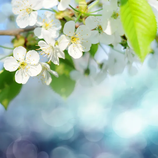 Spring flowers — Stock Photo, Image