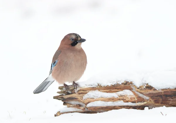 Jay bird — Stockfoto