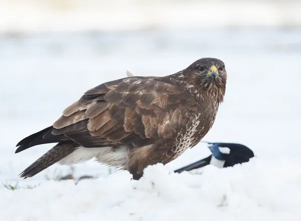 Buzzard comum — Fotografia de Stock