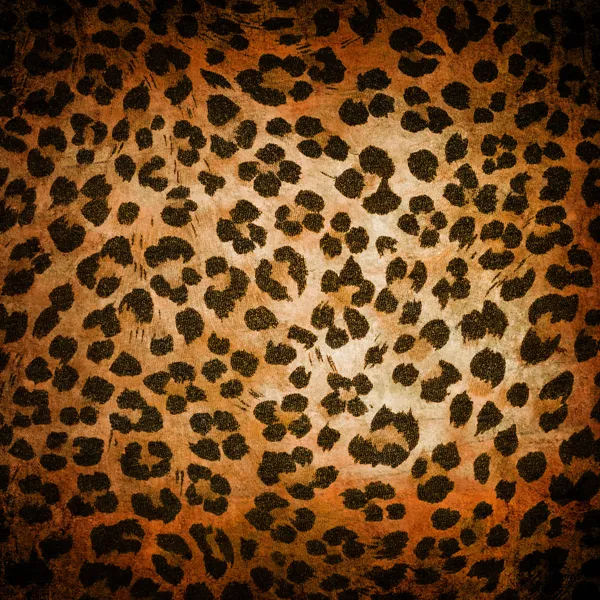 Cheetah texture pattern Pictures, Cheetah texture pattern Stock Photos ...