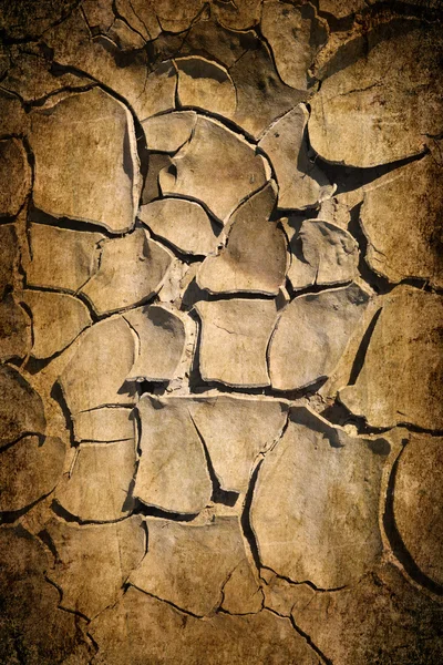 Cracked earth — Stock Photo, Image