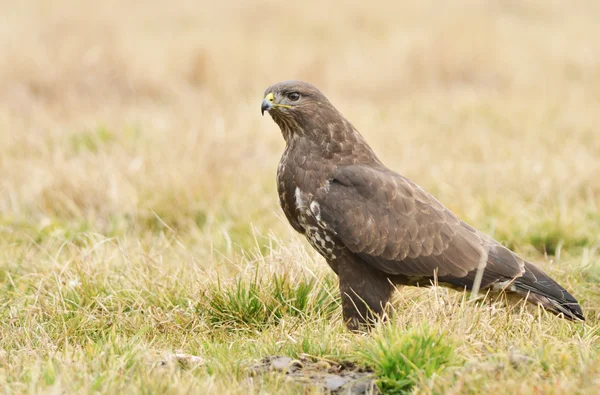 Vanlig vråk — Stockfoto