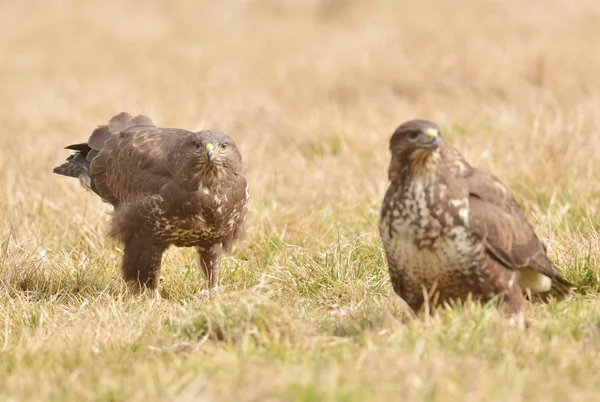 Common buzzard — Stock Photo, Image