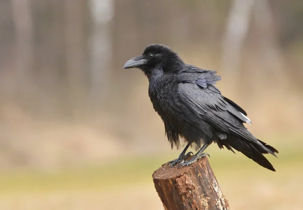 Raven — Stock Photo, Image