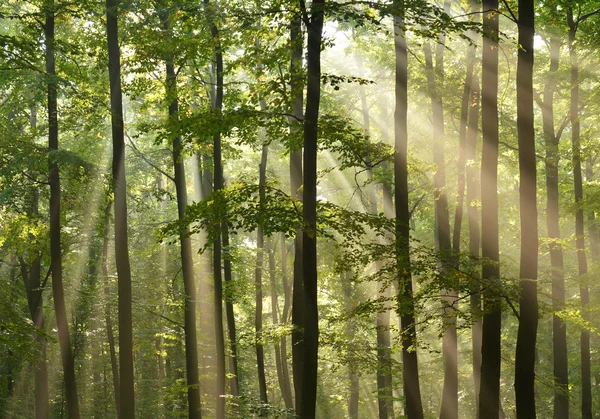 Florestas — Fotografia de Stock