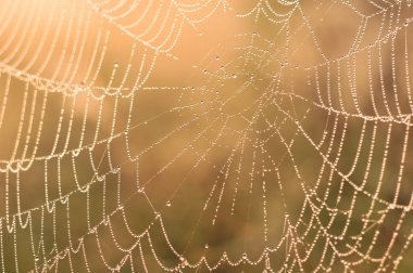 Örümcek Ağı