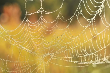 Örümcek Ağı