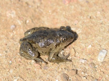 ortak kürek ayağı