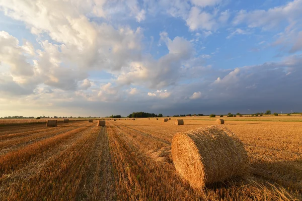 Harvest — Stock Photo, Image