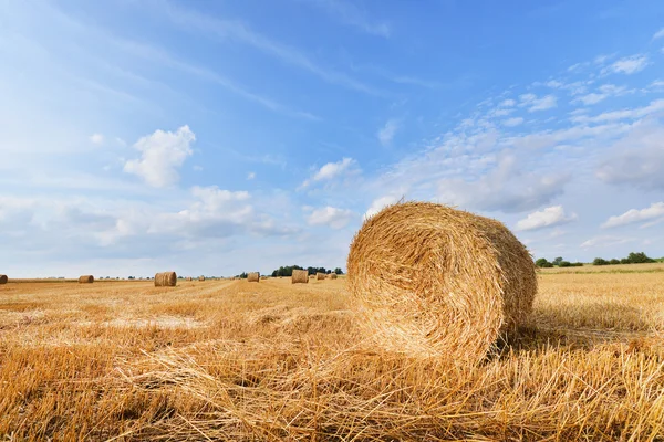 Harvest — Stock Photo, Image