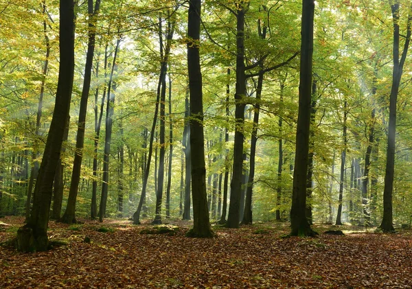 Drzewa leśne — Zdjęcie stockowe