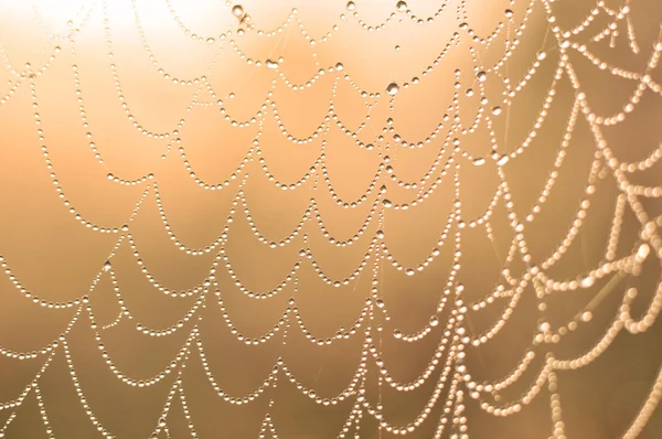 Spider web — Stock Photo, Image