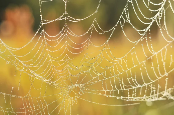 Spider web — Stock Photo, Image