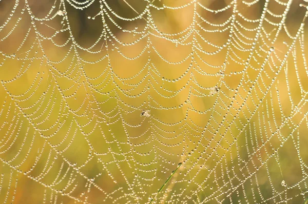 Spinnenweb — Stockfoto